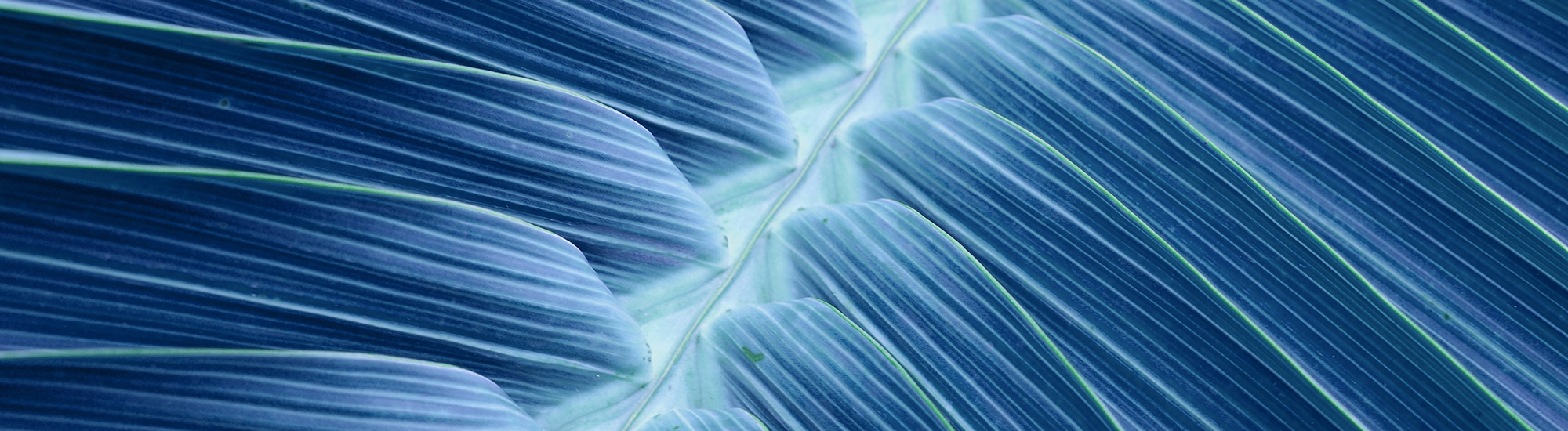 Perpetual Active Fixed Interest Fund