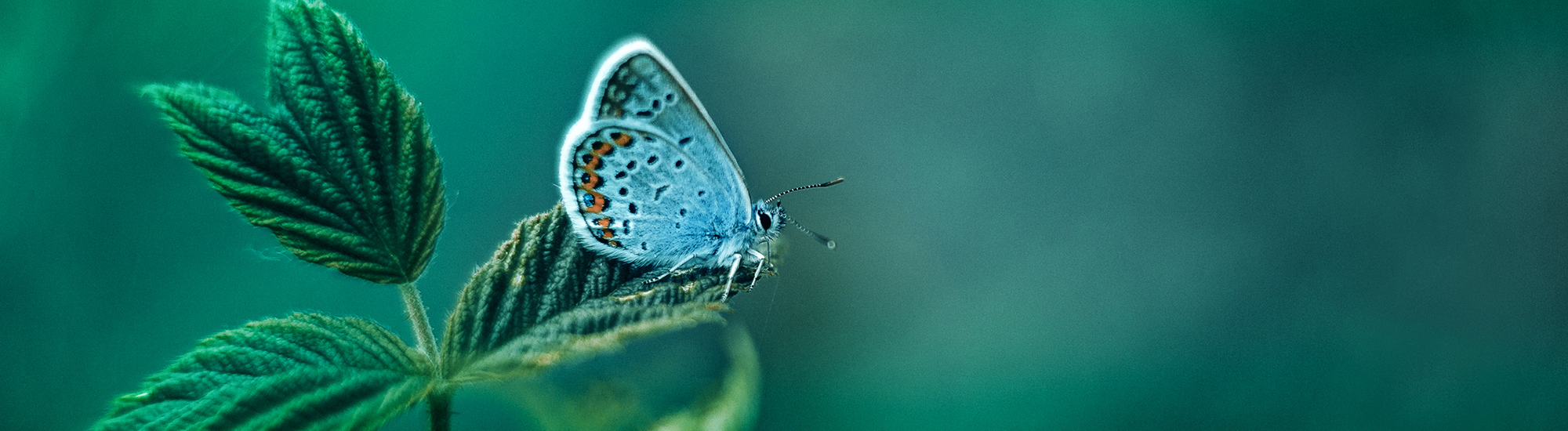cta-banner-butterfly-green-2000-550.png