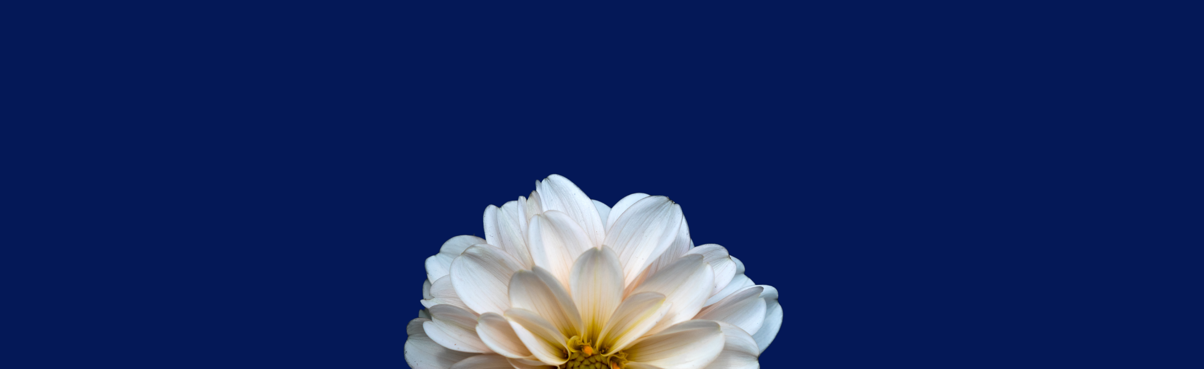 banner-white-flower-4000-1000-2.png