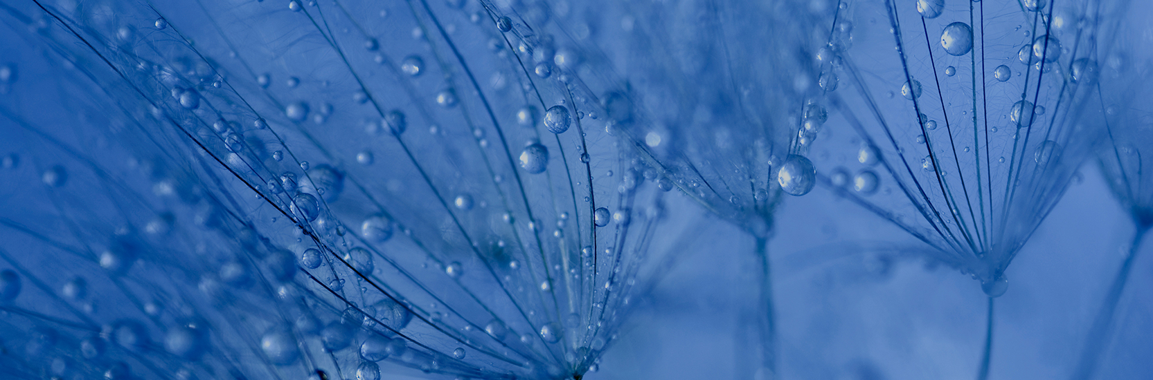 Perpetual Strategic Capital Fund - Class S